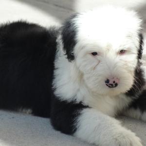 Unknown Breed