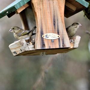 European Greenfinch