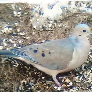 Mourning Dove