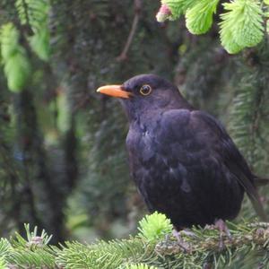 Eurasian Blackbird