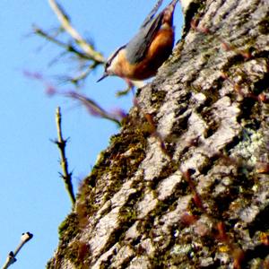 Wood Nuthatch