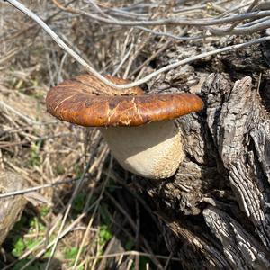 Dryad`s Saddle