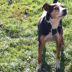 Unknown Breed