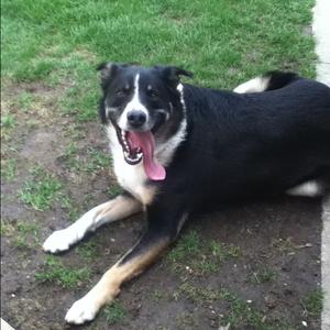 Unknown Breed
