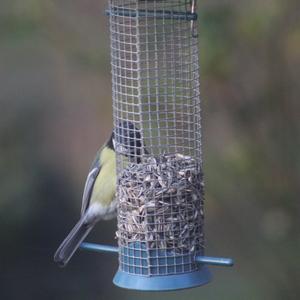 Great Tit