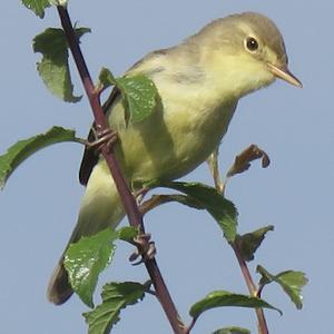 Melodious Warbler