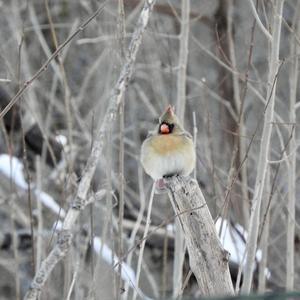 Northern Cardinal