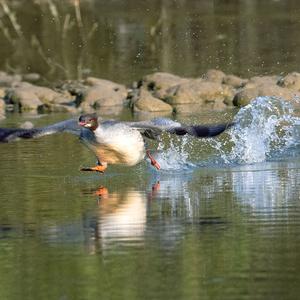 Common Merganser