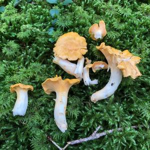 Chanterelle, Common