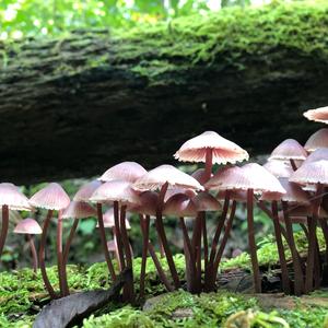 Bleeding Mycena