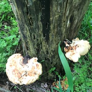 Dryad`s Saddle