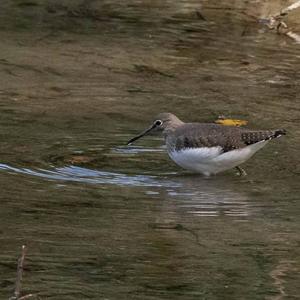 Green Sandpiper