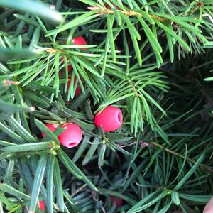 Yew (European)