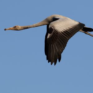 Common Crane