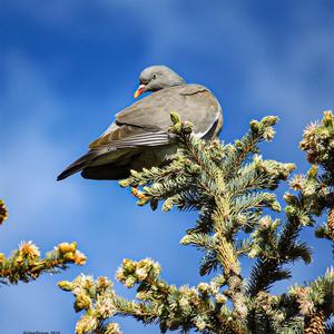 Common Wood-pigeon