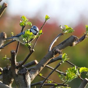 Blue Tit