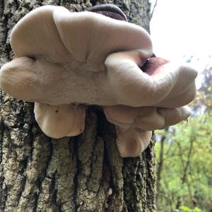 Resinous Polypore