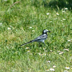 White Wagtail