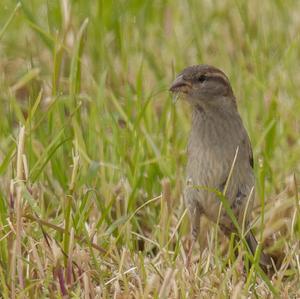 House Sparrow