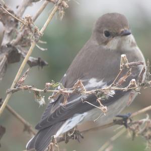 European Pied Flycatcher