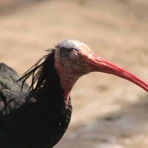 Northern Bald Ibis