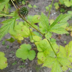 Wood Avens