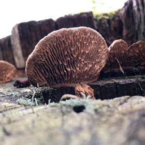 Thick-maze Oak polypore