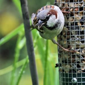 House Sparrow