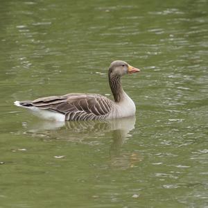 Greylag Goose