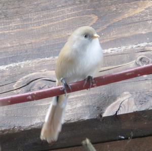 Bearded Parrotbill