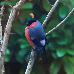 Eurasian Bullfinch