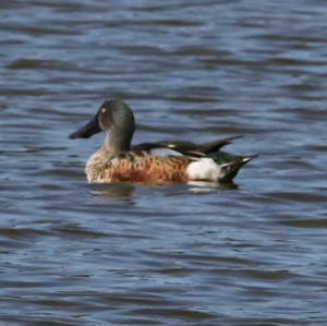 Northern Shoveler