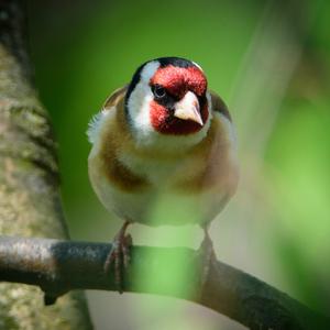 European Goldfinch