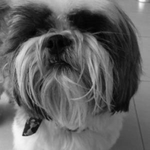 Shih Tzu