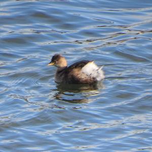 Little Grebe