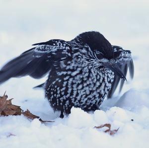 Spotted Nutcracker