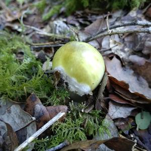 Death Cap