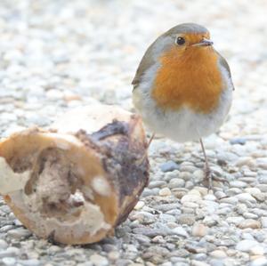 European Robin