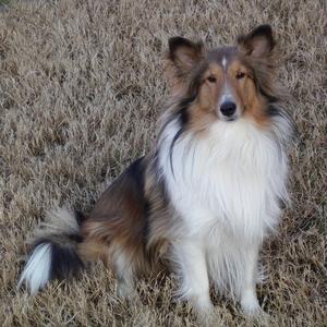 Shetland Sheepdog