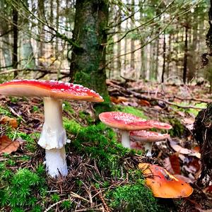 Fly Agaric