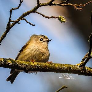 Goldcrest