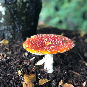 Fly Agaric