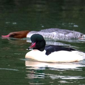 Common Merganser