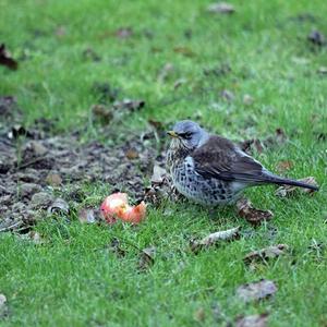 Fieldfare