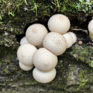 Gem-studded Puffball