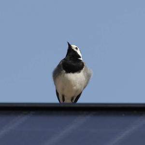 White Wagtail