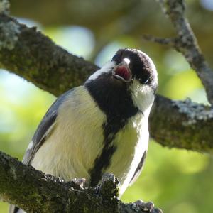 Great Tit