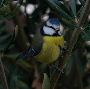 Blue Tit