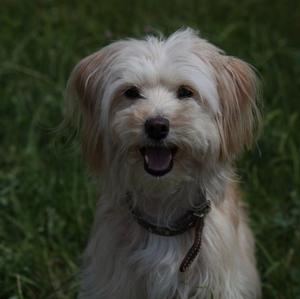 Pyrenean Shepherd