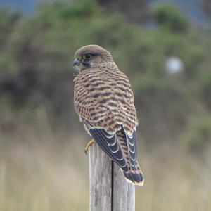 Common Kestrel